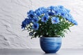 Beautiful bush of blue chrysanthemums in flower pot. Autumn flowers