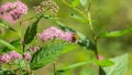 Beautiful bush Filipendula