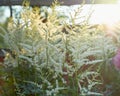 Beautiful Bush of flowers Astilbe with a fluffy white panicles