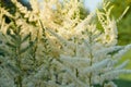 Beautiful Bush of flowers Astilbe with a fluffy white panicles