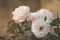 Beautiful bush flowers, pink garden roses in the evening light on a dark background for the calendar Royalty Free Stock Photo