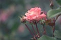 Beautiful alone flower, pink red garden rose in the evening light on a light background for the calendar. Gothic style Royalty Free Stock Photo