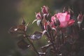 Beautiful bush flowers, pink red garden roses in the evening light on a dark background for the calendar Royalty Free Stock Photo
