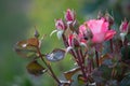 Beautiful bush flowers, pink red garden roses in the evening light on a dark background for the calendar Royalty Free Stock Photo