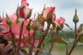 Beautiful bush flowers, pink red garden roses in the evening light on a light background for the calendar. Gothic style Royalty Free Stock Photo