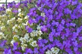 beautiful bush of flowers of rock plant purple and white blooming Royalty Free Stock Photo