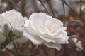 Beautiful bush flowers, white garden roses in the evening light on a dark background. Gothic style Royalty Free Stock Photo