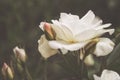 Beautiful bush flowers, white garden roses in the evening light on a dark background. Gothic style Royalty Free Stock Photo