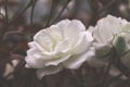 Beautiful bush flowers, white garden roses in the evening light on a dark background. Gothic style Royalty Free Stock Photo