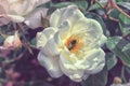 Beautiful bush flowers, white garden roses in the evening sunshine on a dark background for the calendar Royalty Free Stock Photo