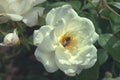 Beautiful bush flowers, white garden roses in the evening sunshine on a dark background for the calendar Royalty Free Stock Photo