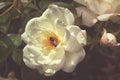 Beautiful bush flowers, white garden roses in the evening sunshine on a dark background for the calendar Royalty Free Stock Photo