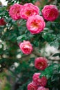 Beautiful bush of fresh blooming pink roses