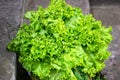 Beautiful bush of fresh green lettuce close-up Royalty Free Stock Photo