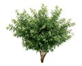 bush of garden jasmine isolated Royalty Free Stock Photo