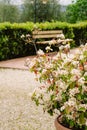 A beautiful bush in a garden pot near a walkway in a large batonic garden. Italian garden Royalty Free Stock Photo