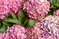 Beautiful bush of hortensia flowers. Closeup Hydrangea flower Hydrangea macrophylla blooming in summer in a garden