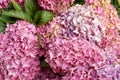 Beautiful bush of hortensia flowers. Closeup Hydrangea flower Hydrangea macrophylla blooming in summer in a garden