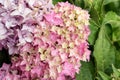 Beautiful bush of hortensia flowers. Closeup Hydrangea flower Hydrangea macrophylla blooming in summer in a garden