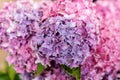 Beautiful bush of hortensia flowers. Closeup Hydrangea flower Hydrangea macrophylla blooming in summer in a garden