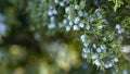 Beautiful bush of a juniper with berries