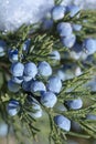 Beautiful bush of a juniper with berries