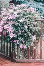 Beautiful bush of light pink clematis blossom on wooden porch near house