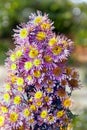 Beautiful bush of lilac chrysanthemums