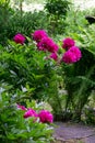 Beautiful bush of lilac peonies in the garden