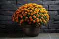 Beautiful bush of orange chrysanthemums in flower pot. Autumn flowers