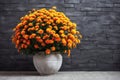 Beautiful bush of orange chrysanthemums in flower pot. Autumn flowers