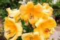 A beautiful bush of orange lilies growing in the garden after the rain. Natural wallpaper. Beautiful background. Selective focus Royalty Free Stock Photo