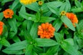 A beautiful bush of orange zinnia growing in the garden after the rain. Blooming flowers. Natural wallpaper. Beautiful background Royalty Free Stock Photo