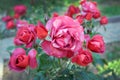 Beautiful bush of pale red roses. A branch of red rose in the garden in the summer season.