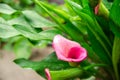 A beautiful bush of Pink Calla Lily growing in the garden after the rain. Natural wallpaper. Beautiful background. Selective focus Royalty Free Stock Photo