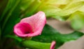 A beautiful bush of Pink Calla Lily growing in the garden after the rain. Natural wallpaper. Beautiful background. Selective focus
