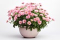 Beautiful bush of pink chrysanthemums in flower pot. Autumn flowers