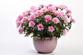 Beautiful bush of pink chrysanthemums in flower pot. Autumn flowers