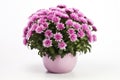 Beautiful bush of pink chrysanthemums in flower pot. Autumn flowers