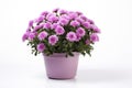 Beautiful bush of pink chrysanthemums in flower pot. Autumn flowers