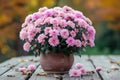 Beautiful bush of pink chrysanthemums in flower pot. Autumn flowers