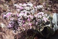 A beautiful bush with pink little flowers. Siberian plant Goniolimon. Thorny shrub, inflorescence - spike, in the form of a