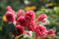 Beautiful bush pink roses after the first frost. Selective focus Royalty Free Stock Photo