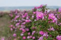 Beautiful bush of pink roses in a spring garden. Flower field. Field of tea rose. Rose garden. Royalty Free Stock Photo