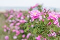 Beautiful bush of pink roses in a spring garden. Flower field. Field of tea rose. Rose garden. Royalty Free Stock Photo