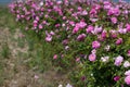 Beautiful bush of pink roses in a spring garden. Flower field. Field of tea rose. Rose garden. Royalty Free Stock Photo