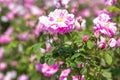 Beautiful bush of pink roses in a spring garden. Flower field. Field of tea rose. Rose garden. Royalty Free Stock Photo