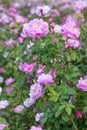 Beautiful bush of pink roses in a spring garden. Flower field. Field of tea rose. Rose garden. Royalty Free Stock Photo