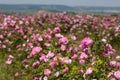 Beautiful bush of pink roses in a spring garden. Flower field. Field of tea rose. Rose garden. Royalty Free Stock Photo