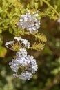 Beautiful bush Plumbago auriculata with blue flowers close-up Royalty Free Stock Photo